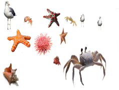 Starfish, Ecosystem, Colorful, Invertebrate, Sea PNG