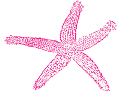 Starfish, Sea, Wildlife, Marine, Invertebrate PNG