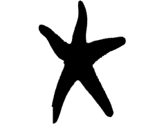 Starfish, Underwater, Habitat, Ocean, Creature PNG