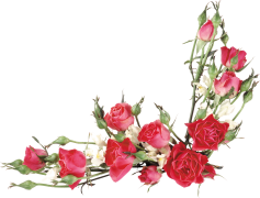 Summer Spring Flower, Colorful, Nature, Vibrant, Bloom PNG