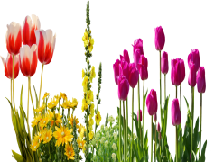 Summer Spring Flower, Seasonal Beauty, Garden Delight, Nature Palette, Vibrant Colors PNG