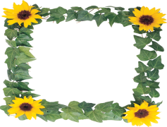 Sunflower Border, Bright Blooms, Floral Frame, Rustic Accent, Garden Theme PNG