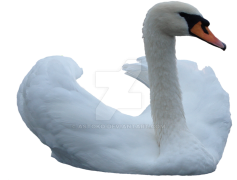 Swan PNG Image