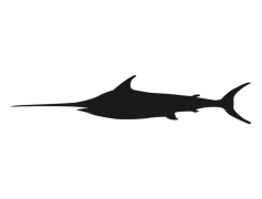 Sword Fish, Aquatic Species, Ocean Predator, Deep Sea, Seafood Cuisine PNG