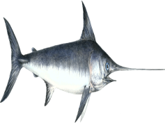 Sword Fish, Marine Life, Ocean Species, Seafood, Predatory Fish PNG