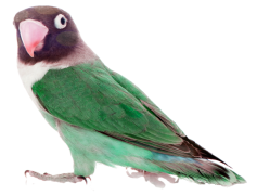 The Lovebirds, Heartwarming, Misunderstanding, Relationship, Romance PNG