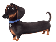 The Secret Life of Pets, City, Adventure, Loyalty, Mischief PNG