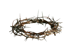 Thorns, Growth, Nature, Flora, Sharp PNG