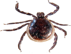 Tick Insect, Parasite, Disease, Vector, Arachnid PNG