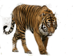 Tiger, Wild, Predator, Jungle, Stripes PNG