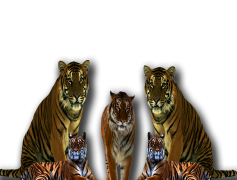 Tiger, Wildlife, Predator, Feline, Stripes PNG
