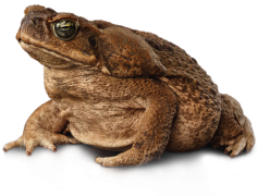 Toads, Behavior, Ecosystem, Wildlife, Amphibians PNG