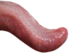 Tongue, Anatomy, Function, Structure, Taste PNG