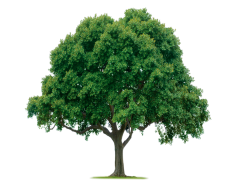 Tree PNG