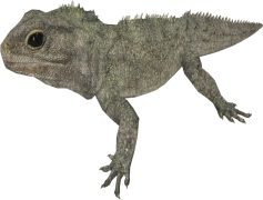 Tuataras, Ancient, Lizard-like, Reptiles, New Zealand PNG