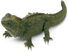 Tuataras, Endangered, New Zealand, Unique, Ancient PNG