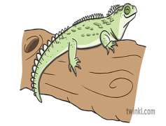 Tuataras, Habitat, Unique, New Zealand, Reptiles PNG