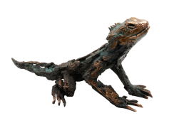 Tuataras, Unique, Reptiles, Endemic, New Zealand PNG