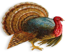Turkey PNG Clipart