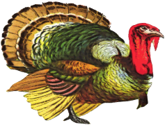 Turkey PNG File