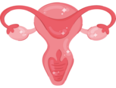 Uterus, Anatomy, Female, Reproductive, Pregnancy PNG