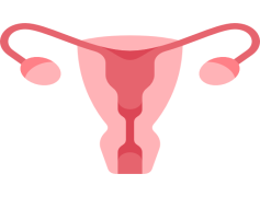 Uterus, Female, Anatomy, Menstruation, Fertility PNG