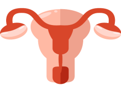 Uterus, Female, Anatomy, Organs, Fertility PNG