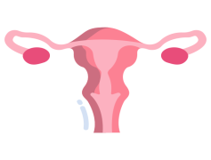 Uterus, Fertility, Menstrual, Reproductive, Female PNG