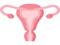 Uterus, Function, Anatomy, Organ, Female PNG