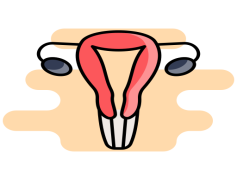Uterus, Health, Reproductive, Anatomy, Menstruation PNG
