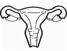 Uterus, Organs, Reproductive, Health, Female PNG