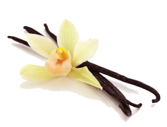 Vanilla Bean, Spice, Culinary, Gourmet, Natural PNG