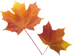 Vector Autumn Leaf, Leafy Texture, Organic Shape, Colorful Leaves, Fall Foliage PNG