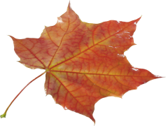 Vector Autumn Leaf, Rustic Charm, Vibrant Hues, Botanical Style, Nature Element PNG