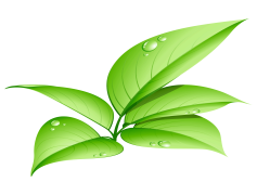 Vector Green Leafs, Nature, Botanical, Fresh, Foliage PNG