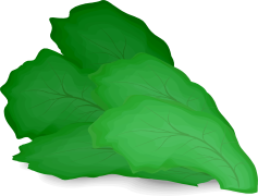 Vector Green Lettuce, Leafy Greens, Culinary Ingredient, Healthy Eating, Fresh Produce PNG