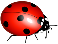 Vector Ladybug Insect, Cute Beetle, Garden Pest, Entomology Study, Black Spots PNG
