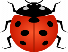 Vector Ladybug Insect, Red Shell, Insect Life, Wildlife Art, Cute Beetle PNG