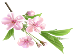 Vector Spring Blossom, Blossom, Colorful, Bloom, Nature PNG