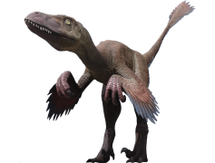 Velociraptor, Fossil, Agile, Dinosaur, Claw PNG