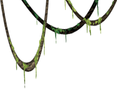 Vine, Climbing, Greenery, Twining, Organic PNG