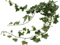 Vine, Foliage, Growth, Twining, Nature PNG