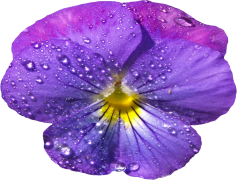 Violet, Flower, Color, Beauty, Nature PNG