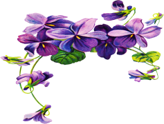 Violet, Spring, Nature, Bloom, Color PNG