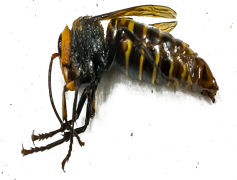 Wasp Insect, Pollinator, Insectivore, Stinger, Predator PNG