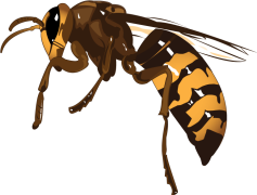 Wasp Insect, Social Insect, Pollinator, Nectar Collector, Nest Builder PNG