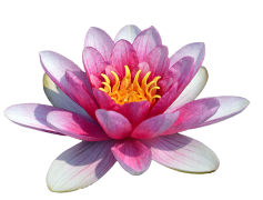 Water Lily, Beauty, Aquatic, Flower, Serenity PNG