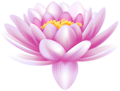 Water Lily, Beauty, Flower, Nature, Serenity PNG
