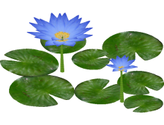 Water Lily, Flower, Green, Nature, Aquatic PNG
