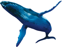 Whale, Marine, Conservation, Sea, Ocean PNG